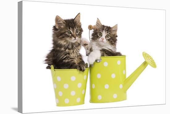 Norwegian Forest Cat, Norsk Skogkatt Two 8 Week-null-Stretched Canvas