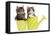 Norwegian Forest Cat, Norsk Skogkatt Two 8 Week-null-Framed Stretched Canvas