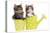 Norwegian Forest Cat, Norsk Skogkatt Two 8 Week-null-Stretched Canvas