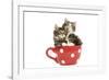 Norwegian Forest Cat, Norsk Skogkatt Two 8 Week-null-Framed Photographic Print