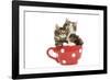 Norwegian Forest Cat, Norsk Skogkatt Two 8 Week-null-Framed Photographic Print