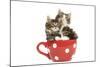 Norwegian Forest Cat, Norsk Skogkatt Two 8 Week-null-Mounted Photographic Print