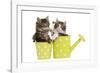 Norwegian Forest Cat, Norsk Skogkatt Two 8 Week-null-Framed Photographic Print