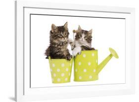 Norwegian Forest Cat, Norsk Skogkatt Two 8 Week-null-Framed Photographic Print