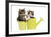 Norwegian Forest Cat, Norsk Skogkatt Two 8 Week-null-Framed Photographic Print