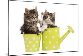 Norwegian Forest Cat, Norsk Skogkatt Two 8 Week-null-Mounted Photographic Print