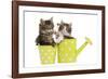 Norwegian Forest Cat, Norsk Skogkatt Two 8 Week-null-Framed Photographic Print