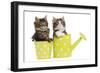 Norwegian Forest Cat, Norsk Skogkatt Two 8 Week-null-Framed Photographic Print