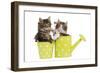 Norwegian Forest Cat, Norsk Skogkatt Two 8 Week-null-Framed Photographic Print