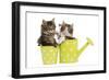 Norwegian Forest Cat, Norsk Skogkatt Two 8 Week-null-Framed Photographic Print