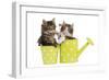 Norwegian Forest Cat, Norsk Skogkatt Two 8 Week-null-Framed Photographic Print