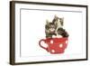 Norwegian Forest Cat, Norsk Skogkatt Two 8 Week-null-Framed Photographic Print