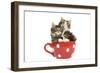 Norwegian Forest Cat, Norsk Skogkatt Two 8 Week-null-Framed Photographic Print