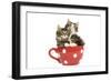 Norwegian Forest Cat, Norsk Skogkatt Two 8 Week-null-Framed Photographic Print