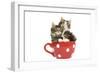 Norwegian Forest Cat, Norsk Skogkatt Two 8 Week-null-Framed Photographic Print