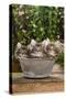 Norwegian Forest Cat Three Kittens in Tin Pail-null-Stretched Canvas