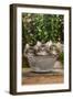 Norwegian Forest Cat Three Kittens in Tin Pail-null-Framed Photographic Print