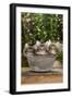 Norwegian Forest Cat Three Kittens in Tin Pail-null-Framed Photographic Print