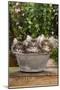 Norwegian Forest Cat Three Kittens in Tin Pail-null-Mounted Photographic Print