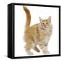 Norwegian Forest Cat-null-Framed Stretched Canvas