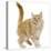 Norwegian Forest Cat-null-Stretched Canvas