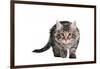 Norwegian Forest Cat-Fabio Petroni-Framed Photographic Print