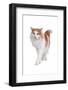 Norwegian Forest Cat-Fabio Petroni-Framed Photographic Print