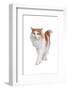 Norwegian Forest Cat-Fabio Petroni-Framed Photographic Print