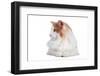 Norwegian Forest Cat-Fabio Petroni-Framed Photographic Print