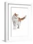 Norwegian Forest Cat-Fabio Petroni-Framed Photographic Print