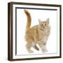 Norwegian Forest Cat-null-Framed Photographic Print