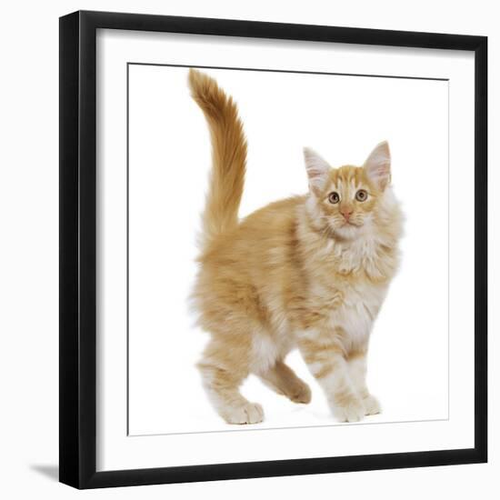 Norwegian Forest Cat-null-Framed Photographic Print