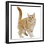 Norwegian Forest Cat-null-Framed Photographic Print