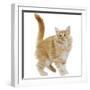 Norwegian Forest Cat-null-Framed Photographic Print