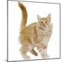 Norwegian Forest Cat-null-Mounted Photographic Print