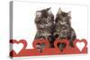 Norwegian Forest Kitten Sitting Behind Cut Out Hearts-null-Stretched Canvas