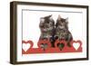 Norwegian Forest Kitten Sitting Behind Cut Out Hearts-null-Framed Premium Photographic Print