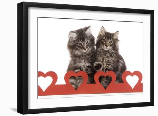 Norwegian Forest Kitten Sitting Behind Cut Out Hearts-null-Framed Premium Photographic Print