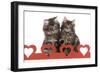 Norwegian Forest Kitten Sitting Behind Cut Out Hearts-null-Framed Premium Photographic Print