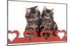 Norwegian Forest Kitten Sitting Behind Cut Out Hearts-null-Mounted Premium Photographic Print