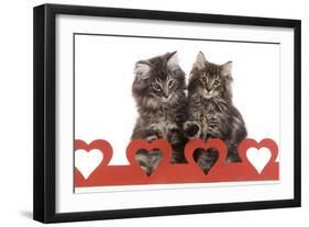 Norwegian Forest Kitten Sitting Behind Cut Out Hearts-null-Framed Photographic Print