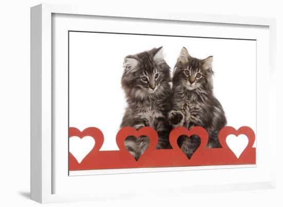 Norwegian Forest Kitten Sitting Behind Cut Out Hearts-null-Framed Photographic Print