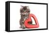 Norwegian Forest Kitten Sitting Beside Red-null-Framed Stretched Canvas