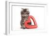 Norwegian Forest Kitten Sitting Beside Red-null-Framed Photographic Print