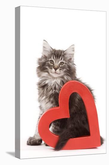 Norwegian Forest Kitten Sitting with Red Cut-Out Heart-null-Stretched Canvas