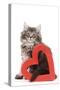 Norwegian Forest Kitten Sitting with Red Cut-Out Heart-null-Stretched Canvas