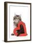 Norwegian Forest Kitten Sitting with Red Cut-Out Heart-null-Framed Photographic Print