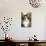 Norwegian Forest Silver and White Mackerel Tabby Cat-null-Stretched Canvas displayed on a wall