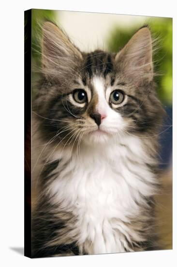 Norwegian Forest Silver and White Mackerel Tabby Cat-null-Stretched Canvas