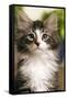 Norwegian Forest Silver and White Mackerel Tabby Cat-null-Framed Stretched Canvas